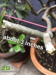 Adenium pruning intimidates gardeners, as not all of them know how to prune. How To Prune Desert Roses