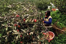 We did not find results for: Alih Fungsi Lahan Penyebab Angin Kencang Petani Apel Kota Batu Gagal Panen Mongabay Co Id Mongabay Co Id