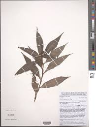 Image result for Stanfieldiella imperforata