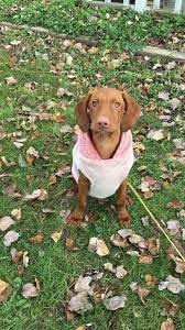 Take a sneak peak at the movies coming out this week (8/12) mondays at the movies: Hungarian Vizsla Puppies Ohio The Y Guide