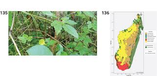 Image result for Peponium sp. A