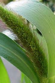 Image result for Setaria italica