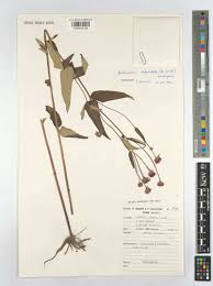 Image result for Bothriocline steetziana