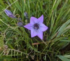 Image result for Tricalysia delagoensis