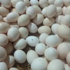 Jika kita berkunjung ke pusat perbelanjaan, kita tidak asing lagi dengan istilah diskon. Beli Telur Ayam Kampung Omega 1 Biji Seetracker Indonesia