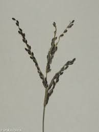 Image result for Digitaria appropinquata