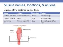 Key muscle locations and movements. Muscle Names Movement Ppt Download