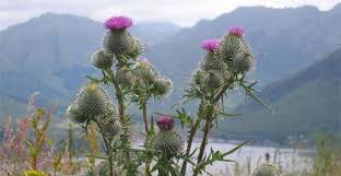 Justsomelyrics 55 55.107 da weasel toda gente(live) lyrics ryan bingham don't wait for me lyrics. The Flower Of Scotland Scotclans Scottish Clans