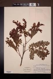 Image result for Albizia gummifera
