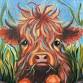 Highland Calf at Tahmoor Inn event image