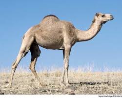 It is the tallest of the three species of camel; Dromedary Everything You Need To Know With Photos Videos