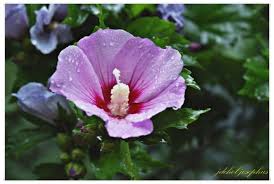 Image result for Hibiscus rhabdotospermus