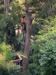 The cost of tree removal varies depending on several factors from tree height, the number of branches, trunk diameter, and location/ access to the. Tree Removal Photo Gallery Northern Beach Sydney