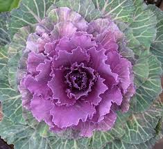 Check spelling or type a new query. Ornamental Cabbage Calloway S Nursery