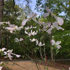 The biggest reason old trees fail during winds is because of poor irrigation practices. Cornus Florida Flowering Dogwood North Carolina Extension Gardener Plant Toolbox