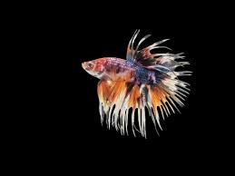 El betta (betta splendens) es una de las especies más populares entre los peces de agua dulce. Crowntail Betta 101 Care Lifespan Facts More