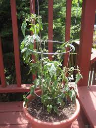 Tomatoes need plenty of sun and water. Container Tomatoes Tips On Growing Tomatoes In Containers