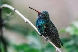 Image result for Cyanotis sp. aff. C. lapidosa