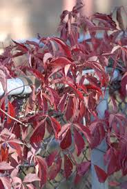 Image result for Parthenocissus