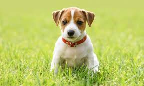 Jack russells are full of energy and will need plenty of physical activity to prevent boredom. Jack Russell Growth Chart Weight Size Chart
