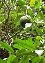 Image result for Rytigynia uhligii