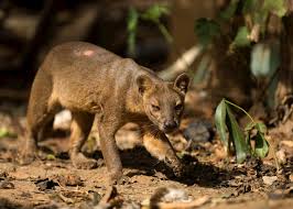The native animals that exist in indonesia needed to be preserved so as to make indonesian tourism to increase in bringing foreigner to come here and thus able to promote that indonesia is truly a. Wildlife Of Madagascar Travel Guide Audley Travel