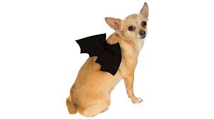 Of course, that's a terrible idea, but look how cute! Buy Bat Wings Pet Costume Harvey Norman Au
