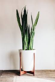 Image Result For Indoor Decorative Plants Plant Decor Benefits Of Indoor Plants Tall Indoor Plants