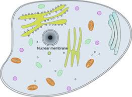 Animal cells are the basic unit of life in organisms of the kingdom animalia. Nuclear Membrane Function Structure What Is A Nuclear Membrane Video Lesson Transcript Study Com