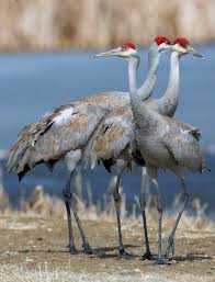 Common Birds Of North Idaho Pin By Barb Baker On Wings Beautiful Birds Bird Species Beautiful Home Designs