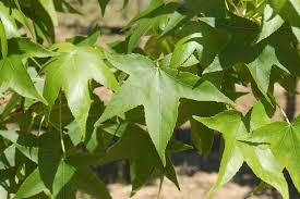 Image result for Liquidambar