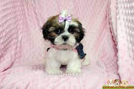 Puoi cominciare mettegli dei tappetini impermeabili e premiandolo ogni volta che fa pipì sul tappetino. Vendita Cuccioli Shih Tzu Toy E Nano A Milano