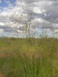 Image result for Aristida meridionalis