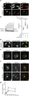 Our focus has been to build a synergistic. The Sun2 Nesprin 2 Linc Complex And Kif20a Function In The Golgi Dispersal Scientific Reports