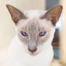 That's because both breeds share many personality traits besides their chocolate point. Lilac Point Siamese Cat Stock Photo C Ivonnewierink 7927568 Stockfresh