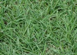 Find all of the relevant hindi meanings of lawn below. Horticulture Landscaping Lawn And Lawn Making
