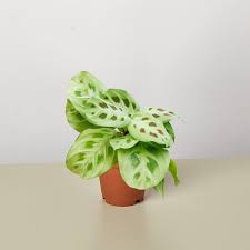 Image result for maranta
