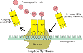 Difference Between Mrna And Trna Structure Function