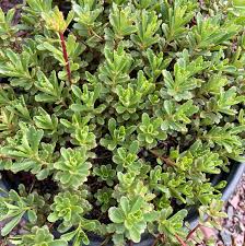 Image result for Sedum ruwenzoriense