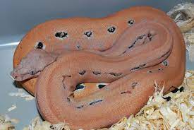 Pin On Boa