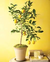 Discover how to grow dwarf meyer lemon trees indoors with tips for meyer lemon tree gets its name from frank meyer, a usda employee who discovered the dwarf citrus tree growing in china and brought it back. How To Grow Citrus Indoors Video Martha Stewart