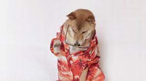 Menswear Dog Menswear Dog Dog Trends Funny Dog Videos