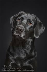 Labrador Retriever Intelligent And Fun Loving Avec Images Chien Labrador Photo Chien Chiots Labrador Noirs