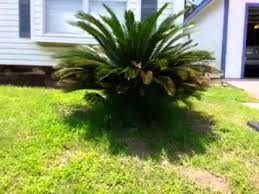 Maybe you would like to learn more about one of these? Separating Sego Palm Pups Pt 1 Youtube