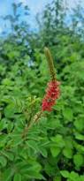 Image result for Indigofera astragalina-hirsuta