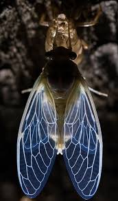 Black And White Insect With Wings Pin By Marina On Krylya Cool Insects Insect Wings Beautiful Bugs