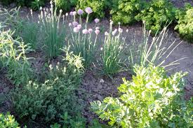 Die fertigen sträußchen für etwa zwei wochen an einem möglichst dunklen, trockenen und gut belüfteten ort aufhängen. Der Krautergarten In Jedem Garten Sollten Die Liebsten Krauter Vorhanden Sein Sei Es Wegen Ihrer Aromatischen Blatter Ihrer Duftenden Bluten Oder Der Weiterverarbeitung In Der Eigenen Kuche Native Plants