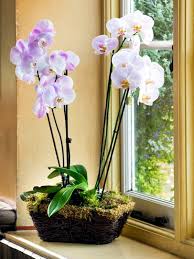 They vary greatly in color and overall appearance. Tips For Beautiful Indoor Plants Orchid Care Interior Design Ideas Ofdesign