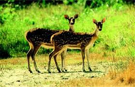 Image result for nature of bangladesh photo