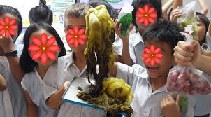It serves as a mold and a limit for the inner contents of the cell. Making Plant Cells At School Science Project For Kids Steemkr